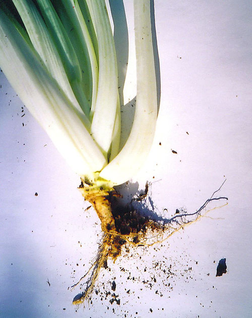 Cabbage root maggot damage